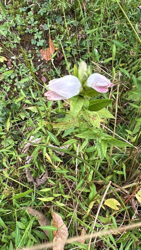 white turtlehead