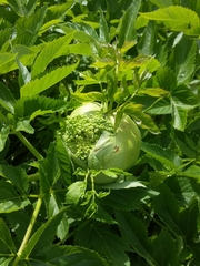 Angelica archangelica