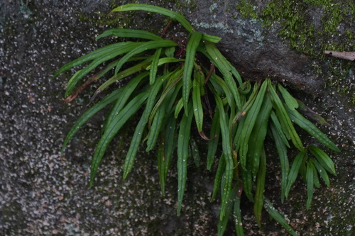 Lepisorus thunbergianus, photograph 3
