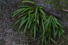 Lepisorus thunbergianus, photograph (c) WATANABE Hitoshi 渡辺仁, some rights reserved (CC BY)