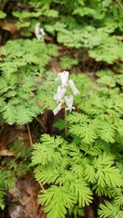 (c) Patrick Jackson, some rights reserved (CC BY) Dicentra canadensis, photograph (c) Patrick Jackson, some rights reserved (CC BY)