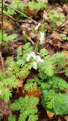 Dicentra canadensis