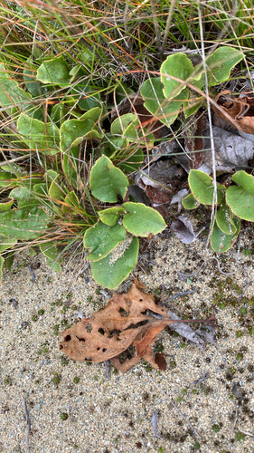 trailing arbutus