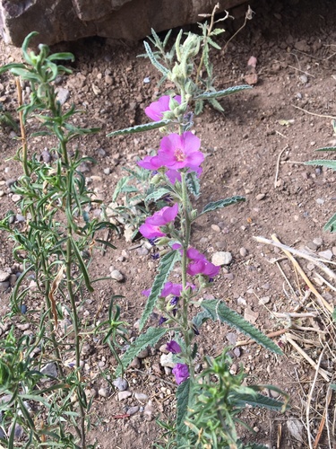 narrowleaf globemallow
