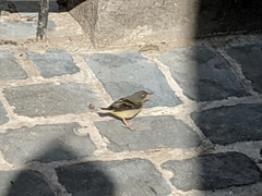Motacilla cinerea