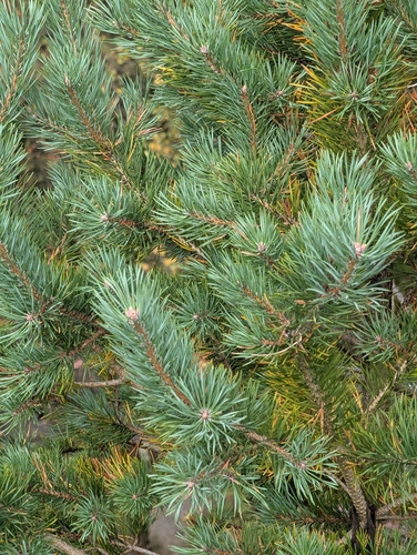 Scots pine