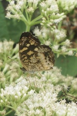 Anthanassa drusilla drusilla