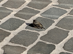 Motacilla cinerea