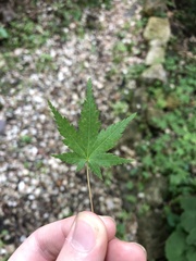 Acer palmatum