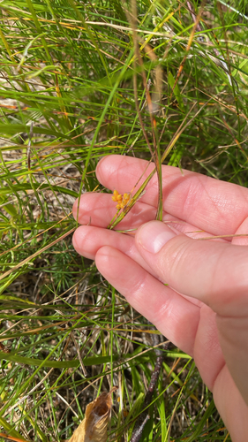 golden sedge