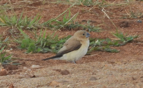iNaturalist image