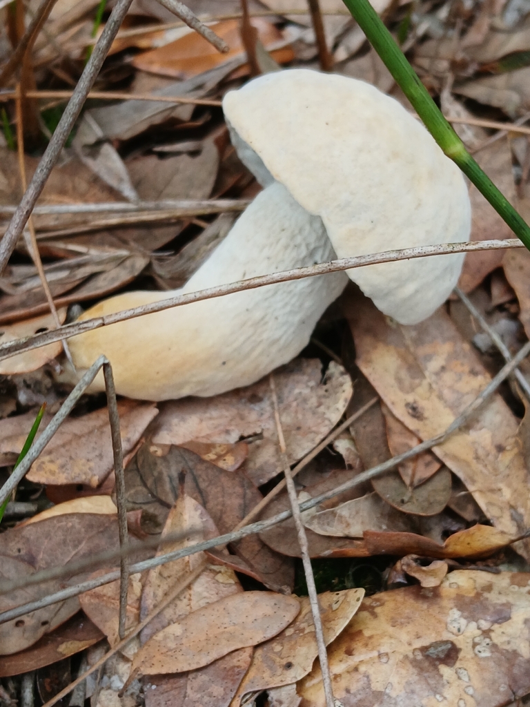 pale bitter bolete · September 2026 · photo: Photo: (c) xanderferret, some rights reserved (CC BY) · iNaturalist