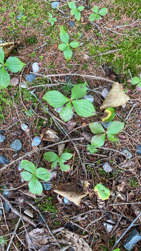 Canadian bunchberry