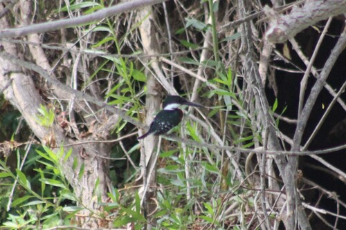 Martín pescador verde