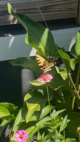 Eastern Tiger Swallowtail