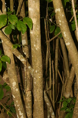 Vitex schliebenii