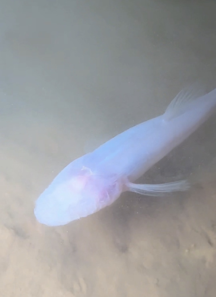 Northern Cavefish