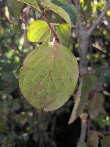 common dogwood