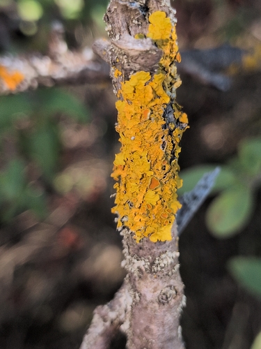 Common Sunburst Lichen