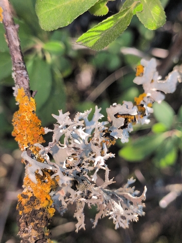 tree moss