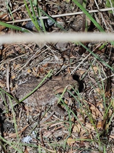 European Toad