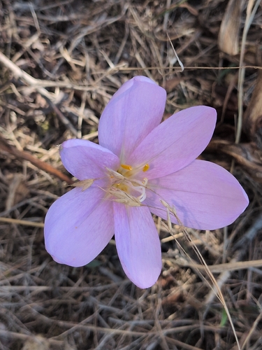 Autumn Crocus