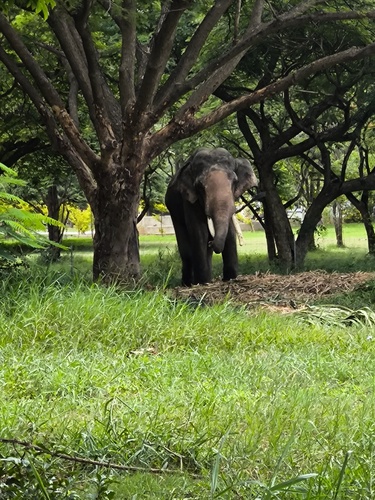 Asian Elephant