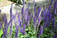 Salvia × sylvestris