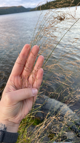 Swamp Meadow-grass
