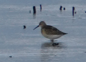 iNaturalist image