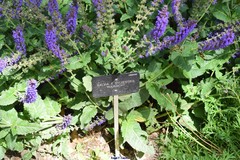 Salvia × sylvestris