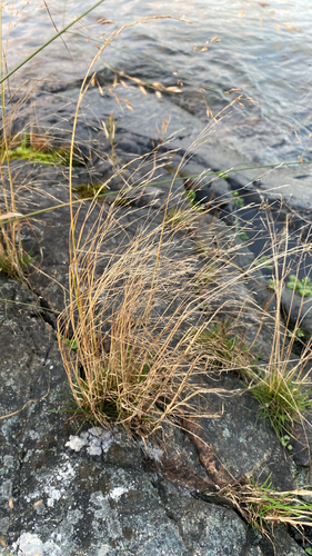 Rough Bentgrass