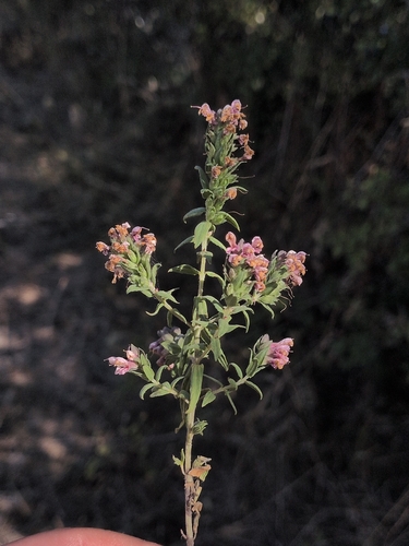 Red Odontites
