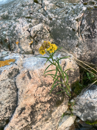 flat-topped goldenrod