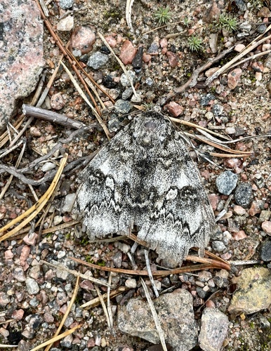 Blue Underwing