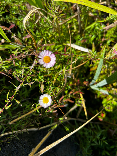 Erigeron karvinskianus observed 2026-08-29