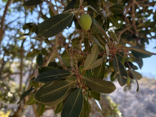 Mimusops zeyheri
