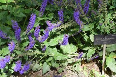 Salvia × sylvestris