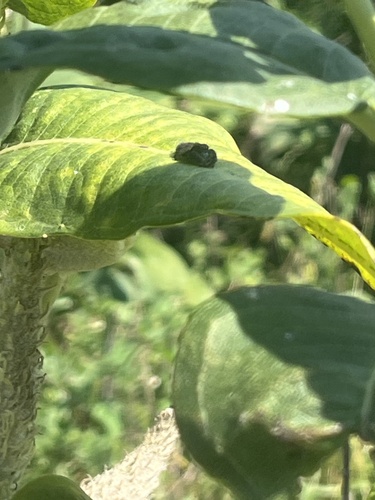Bold Jumping Spider