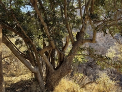 Mimusops zeyheri, photograph (c) Stefan Wolmarans, some rights reserved (CC BY)