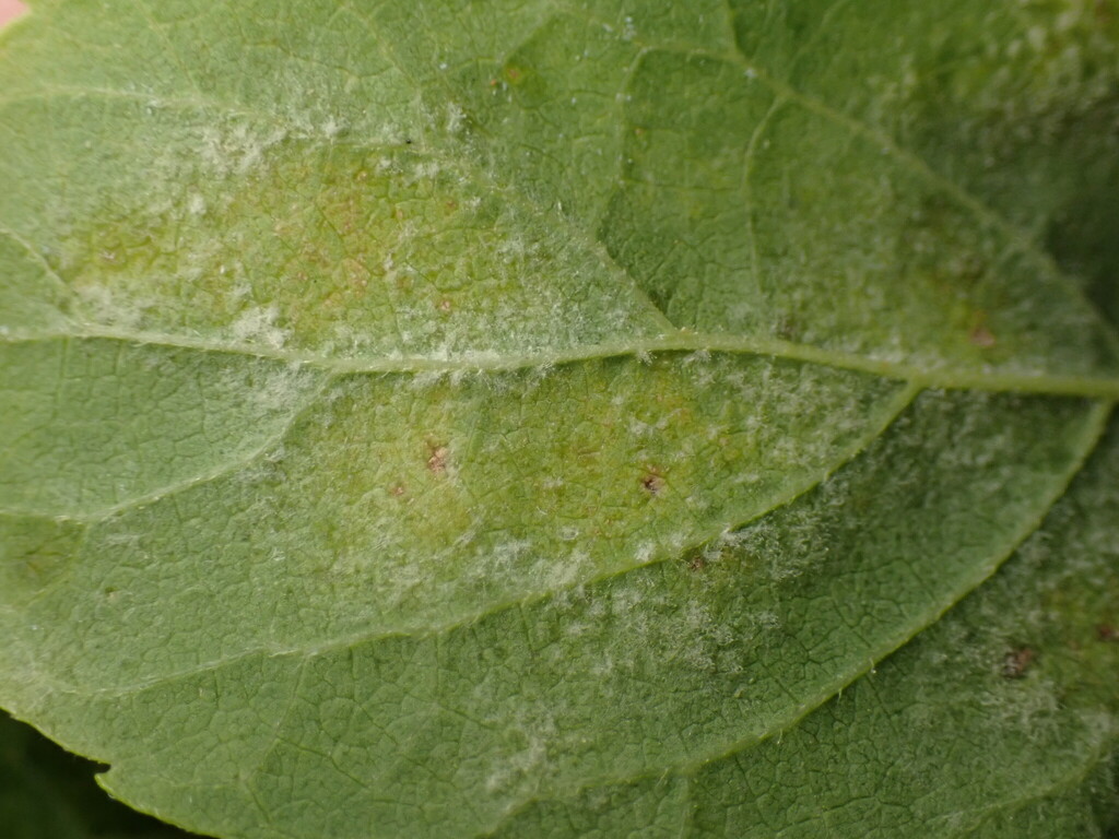 Pseudoperonospora celtidis