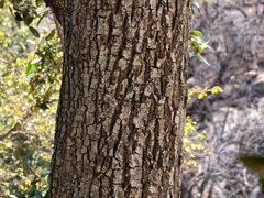 Mimusops zeyheri, photograph (c) Stefan Wolmarans, some rights reserved (CC BY)