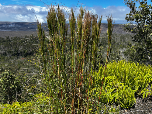Schizachyrium microstachyum observed 2026-08-29