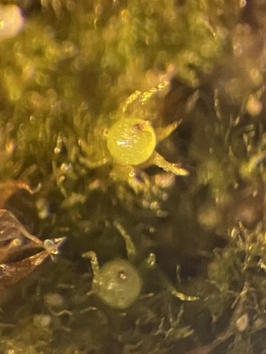 Phascum, 2026-09-09