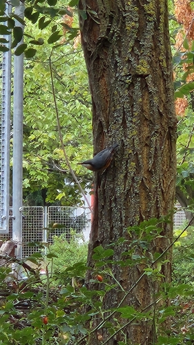 Eurasian Nuthatch