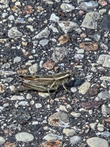 Two-striped Grasshopper