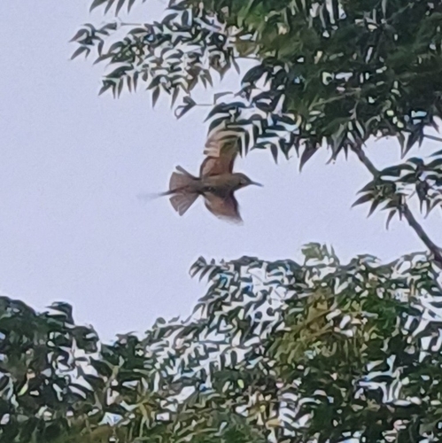 African Green Bee-eater