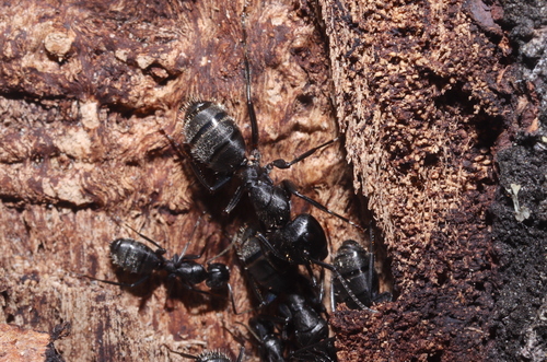 Hairy Carpenter Ant