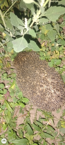 Northern White-breasted Hedgehog