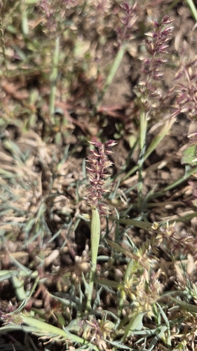 Tragus racemosus, photograph 3